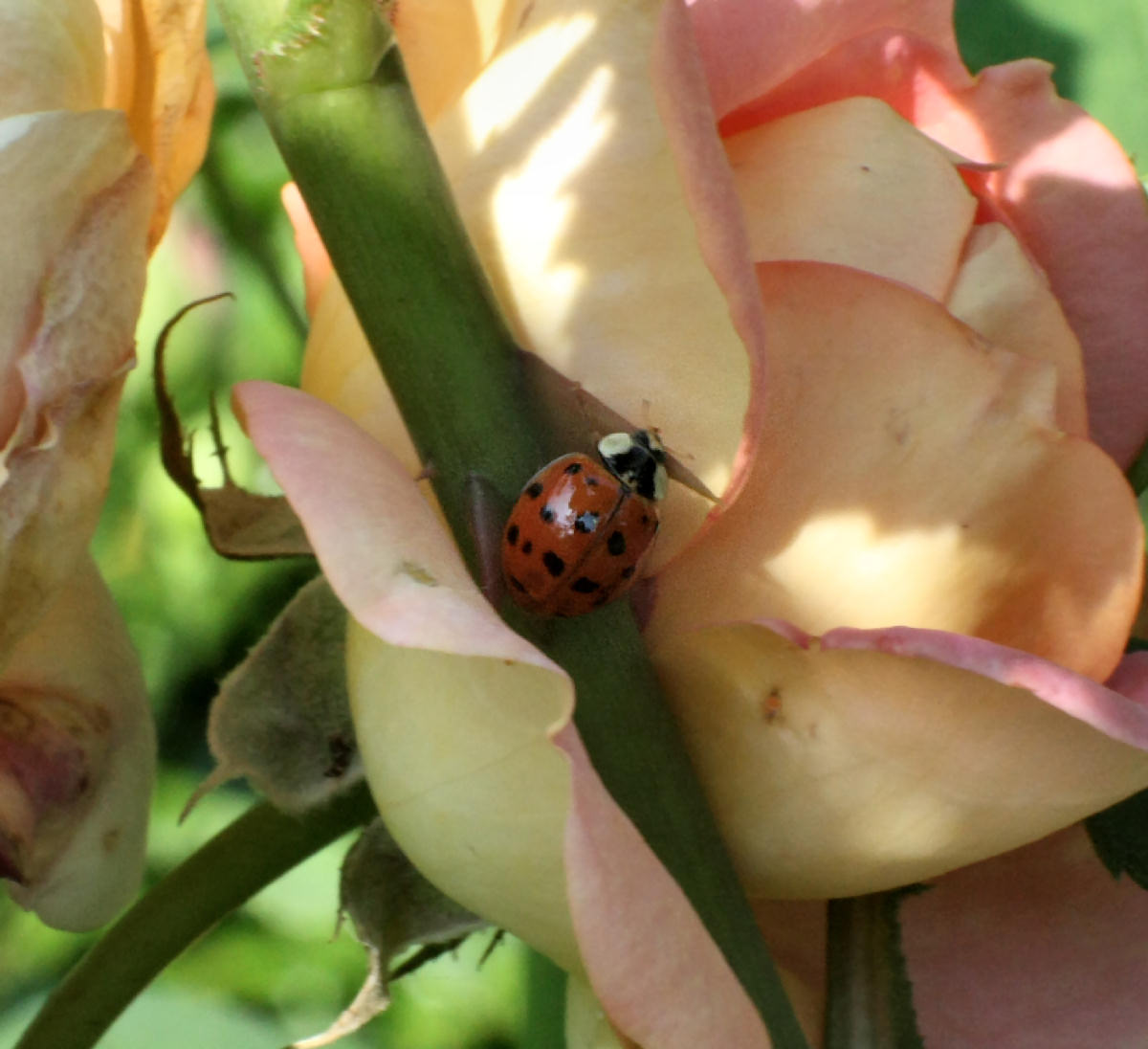 Harmonia axyridis